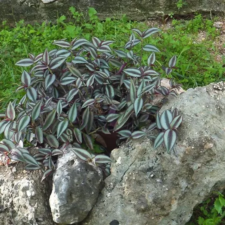 Melikoukia *